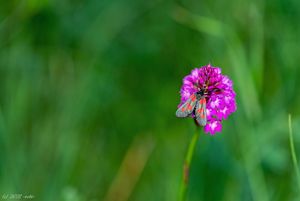 Rudohlávek jehlancovitý (Anacamptis pyramidalis)