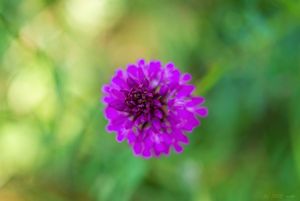 Rudohlávek jehlancovitý (Anacamptis pyramidalis)