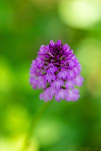 Rudohlávek jehlancovitý (Anacamptis pyramidalis)