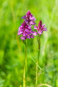 Rudohlávek jehlancovitý (Anacamptis pyramidalis)