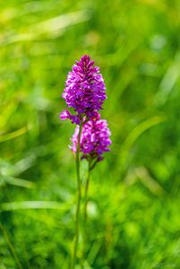 Rudohlávek jehlancovitý (Anacamptis pyramidalis)