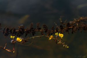 Bublinatka jižní (Utricularia australis R. Br.)