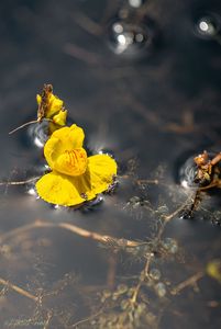 Bublinatka jižní (Utricularia australis R. Br.)