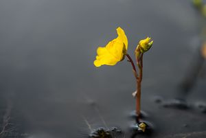 Bublinatka jižní (Utricularia australis R. Br.)