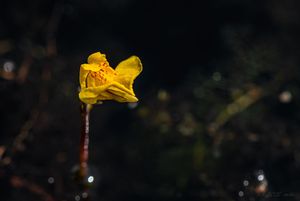 Bublinatka jižní (Utricularia australis R. Br.)