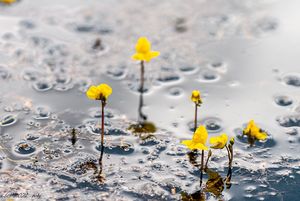 Bublinatka jižní (Utricularia australis R. Br.)