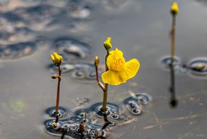 Bublinatka jižní (Utricularia australis R. Br.)