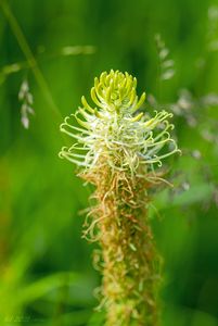 Zvonečník klasnatý (Phyteuma spicatum)