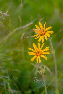 Prha arnika (Arnica monnata)