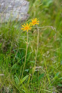 Prha arnika (Arnica monnata)