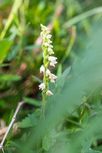 Smrkovník plazivý (Goodyera repens)