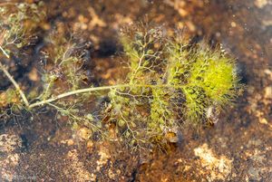 Bublinatka jižní (Utricularia australis R. Br.)