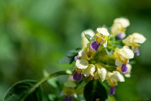 Konopice sličná (Galeopsis speciosa)