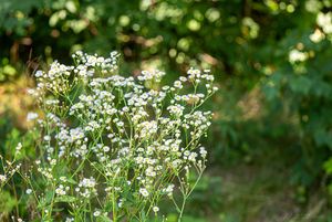 Turan roční (Erigeron annuus)