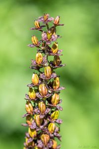 Kýchavice černá (Veratrum nigrum)