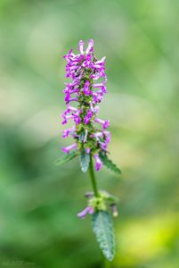 Bukvice lékařská  (Betonica officinalis L.)