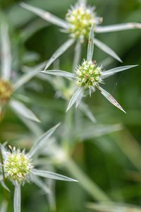 Máčka ladní (Eryngium campestre)