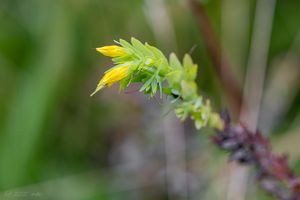 Voskovka menší (Cerinthe minor)