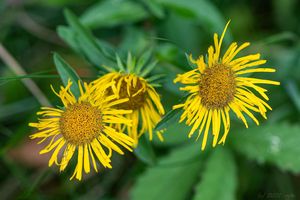 Oman britský (Inula britannica)