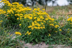 Oman britský (Inula britannica)