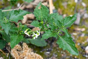 Lilek černý (Solanum nigrum L.)