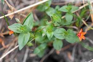 Drchnička rolní (Anagalis arvensis L.)