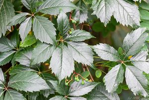 Loubinec popínavý (Parthenocissus inserta)