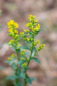 Zlatobýl obecný (Solidago virgaurea)