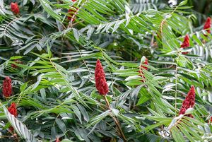 Škumpa orobincová (Rhus hirta)