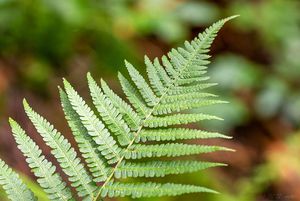 Kapraď samec (Dryopteris filix-mas)