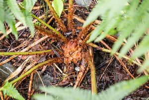 Kapraď samec (Dryopteris filix-mas)