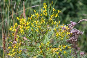 Starček vejčitý (Fuchsův) (Senecio ovatus)