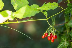 Lilek potměchuť (Solanum dulcamara)