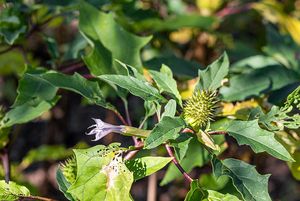 Durman obecný (Datura stramonium)