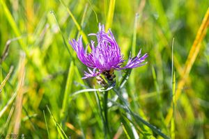 Chrpa luční (Centaurea jacea)