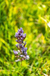 Hořeček drsný Šturmův (Gentianella obtusifolia subsp. sturmiana)