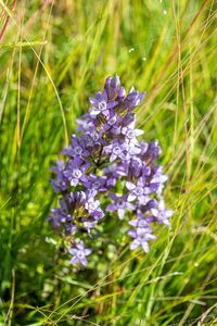 Hořeček drsný Šturmův (Gentianella obtusifolia subsp. sturmiana)