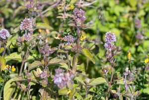 Máta vodní (Mentha aquatica L.)