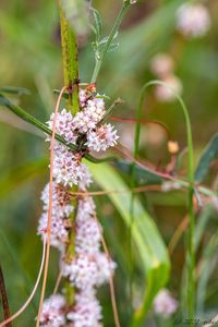 Kokotice povázka (Cuscuta epithymum)