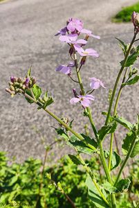 Večernice vonná (Hesperis matronalis)