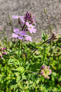 Večernice vonná (Hesperis matronalis)