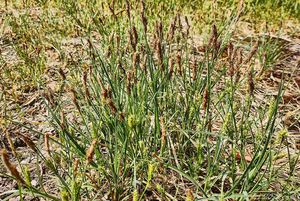 Ostřice srstnatá (Carex hirta)