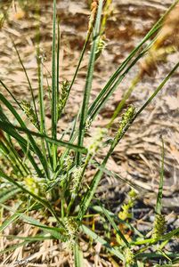 Ostřice srstnatá (Carex hirta)