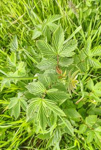 Tužebník jilmový (Filipendula ulmaria)