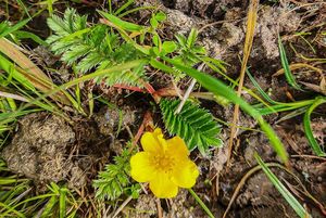 Mochna husí (Potentilla anserina)