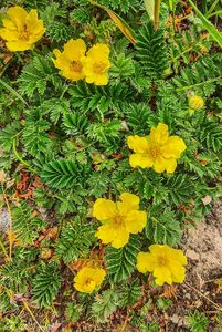 Mochna husí (Potentilla anserina)