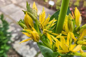 Hořec žlutý (Gentiana lutea)