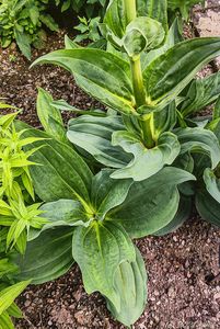 Hořec žlutý (Gentiana lutea)