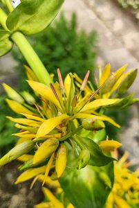 Hořec žlutý (Gentiana lutea)