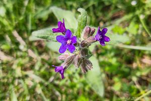 Pilát lékařský (Anchusa officinalis L.)